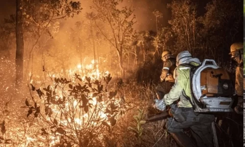 Brasil registra em 2024 aumento de 79% de áreas queimadas | Divulgação: Mayangdi Inzaulgarat/Ibarna